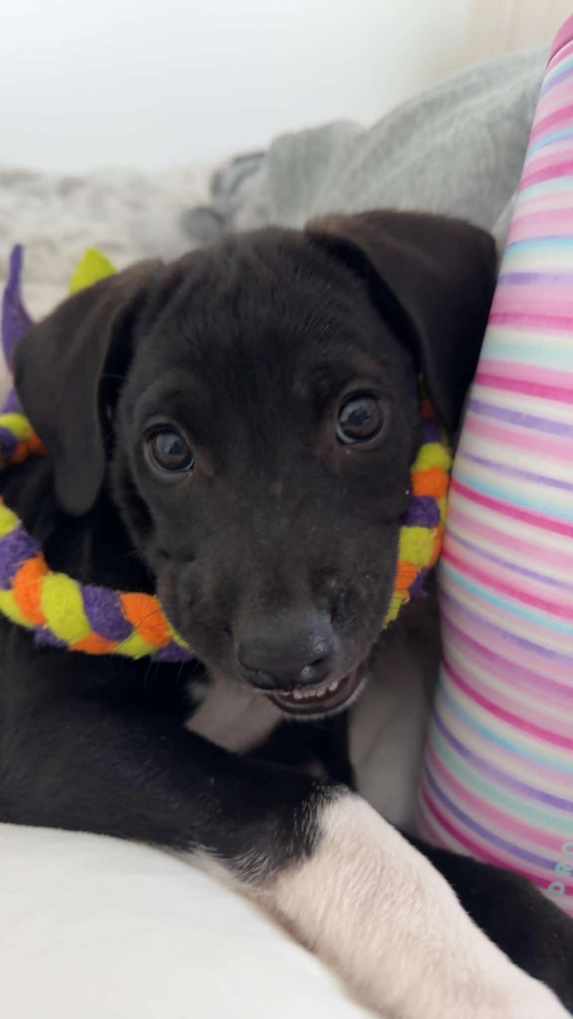Licorice, an adoptable mixed breed in Columbia, MO image 3/6