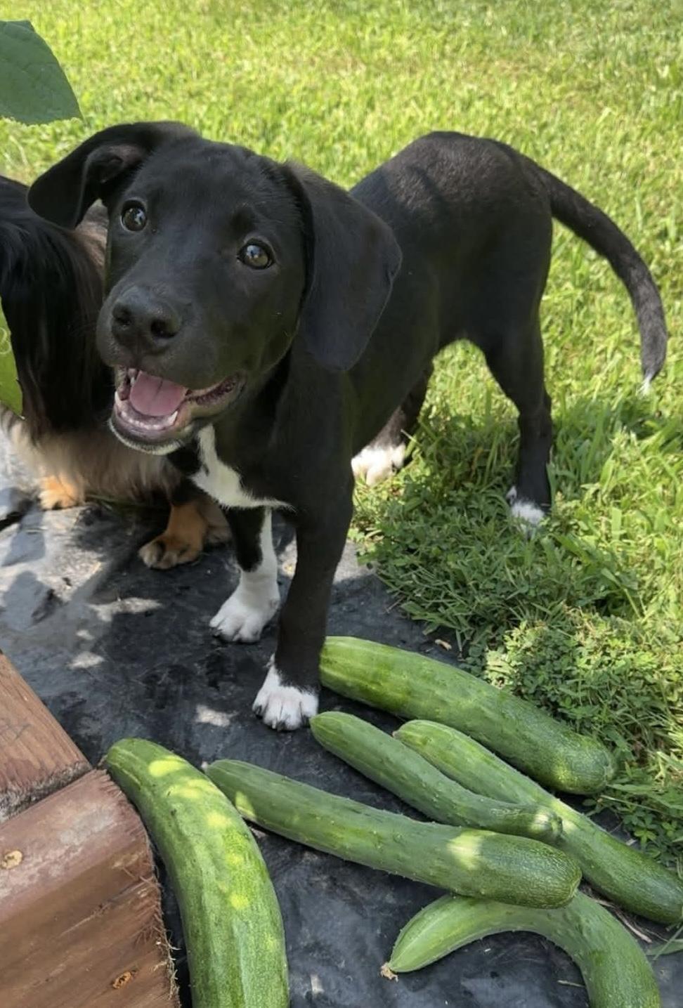 Licorice, adoptable, Puppy Male Pointer.