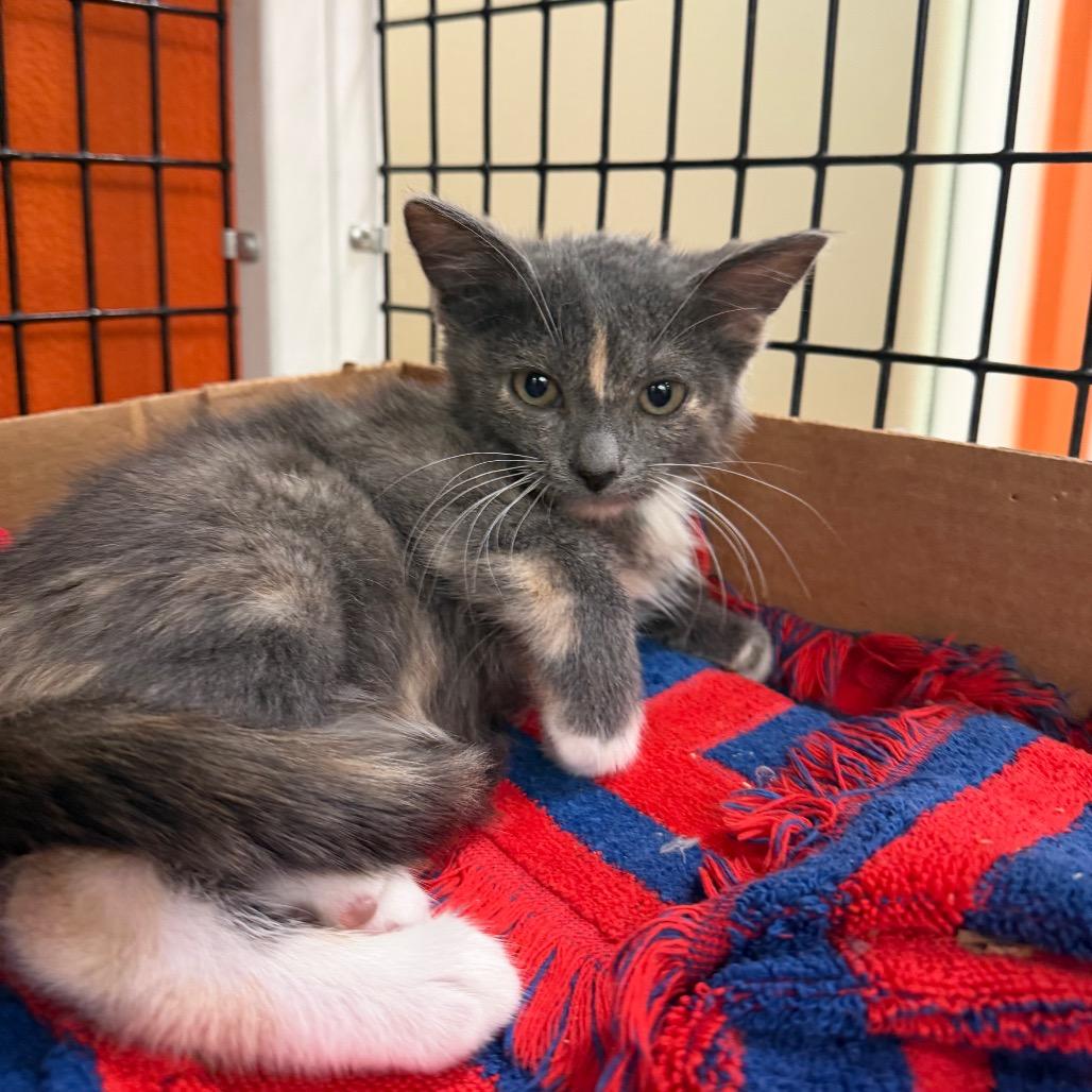 Enlarge Nonna, a Adoptable Domestic Short Hair in Westminster, CA image 2/2
