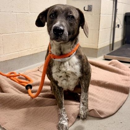 Pinecone, adopted, Adult Female Mixed Breed.