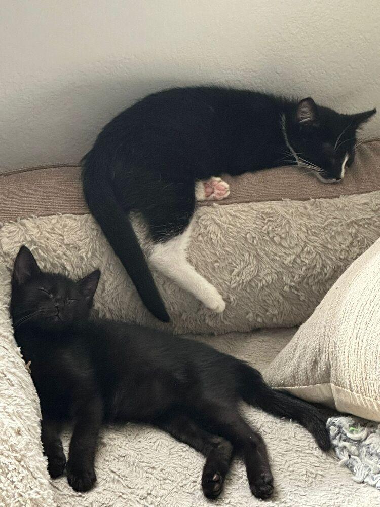 George, Adoptable, Kitten Male Domestic Short Hair.