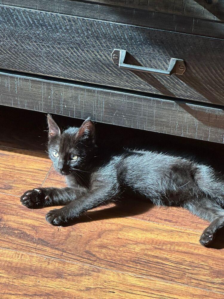 Enlarge George, a Adoptable Domestic Short Hair in Orlando, FL image 2/4