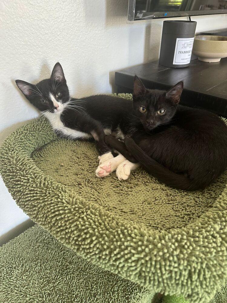 Enlarge George, a Adoptable Domestic Short Hair in Orlando, FL image 3/4