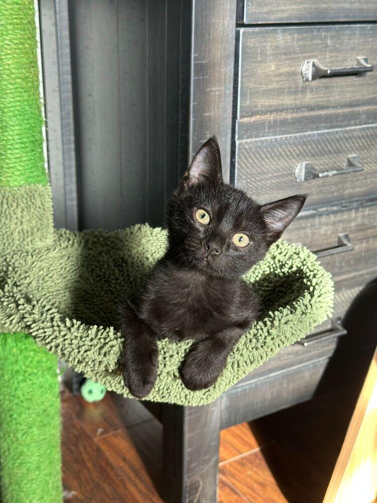 Enlarge George, a Adoptable Domestic Short Hair in Orlando, FL image 4/4