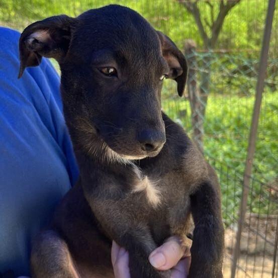 Guiness, Adoptable, Puppy Male Labrador Retriever & Mixed Breed.