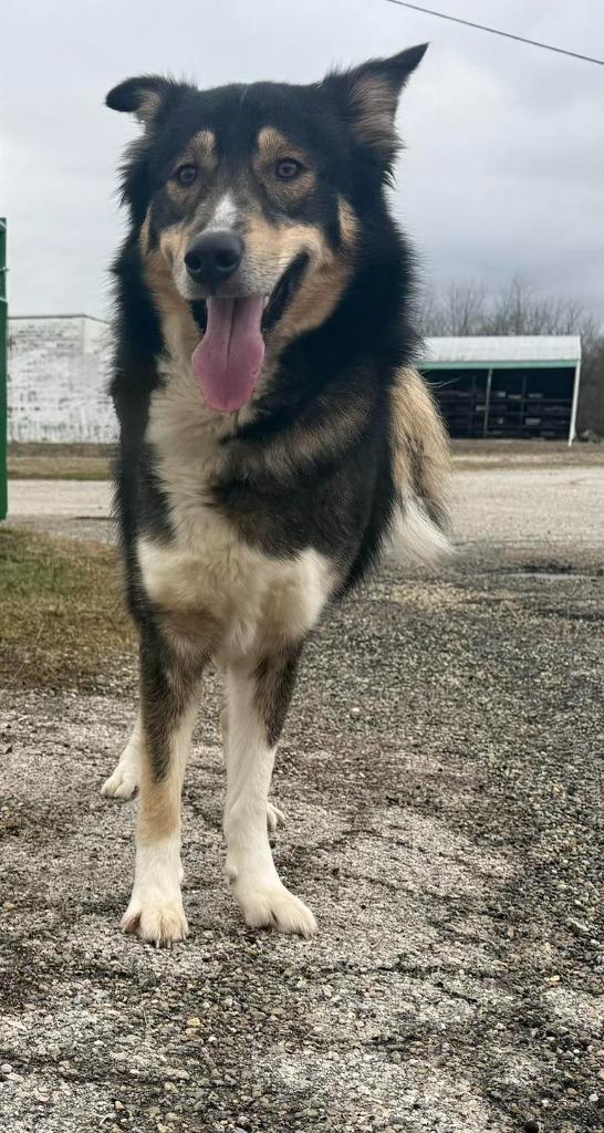 Enlarge Zephyr, a Adopted mixed breed in Winchester, IN image 1/1