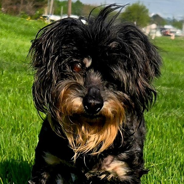 Enlarge Luke, a ADOPTABLE mixed breed in Toledo, OH image 2/2