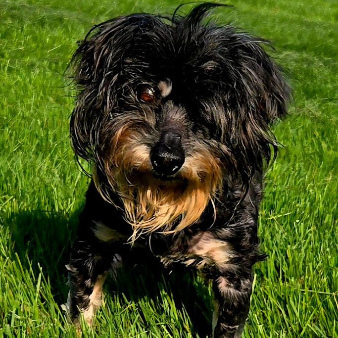 Enlarge Luke, a ADOPTABLE mixed breed in Toledo, OH image 1/2