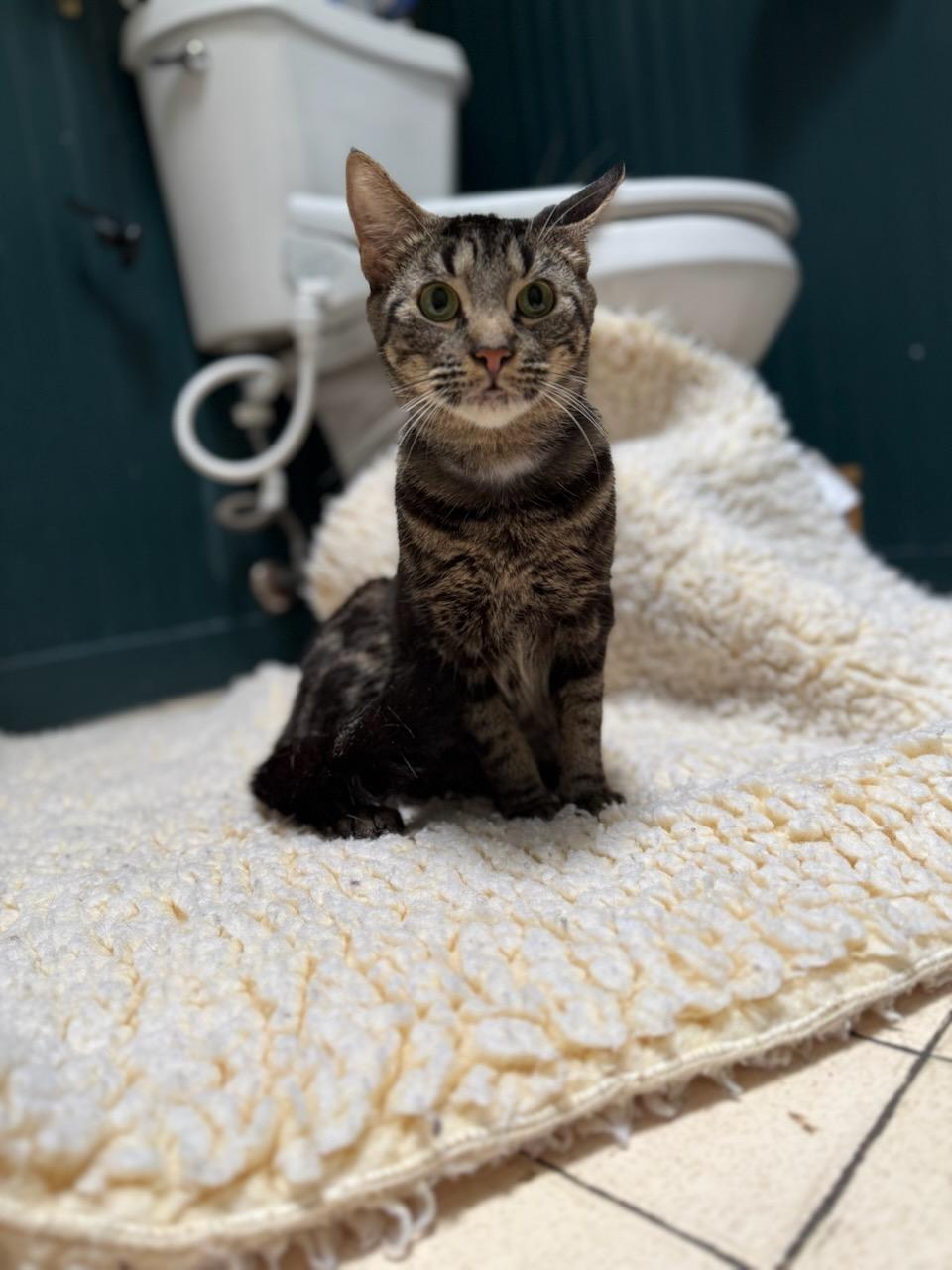 Enlarge Ring Pop, a Adopted Domestic Short Hair in Gaylordsville, CT image 2/4