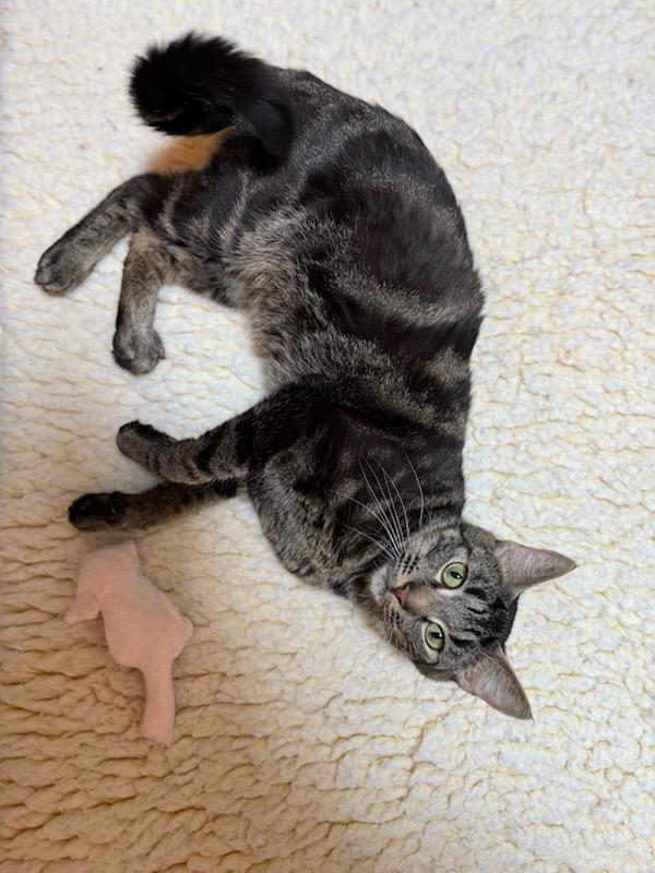 Enlarge Ring Pop, a Adopted Domestic Short Hair in Gaylordsville, CT image 3/4