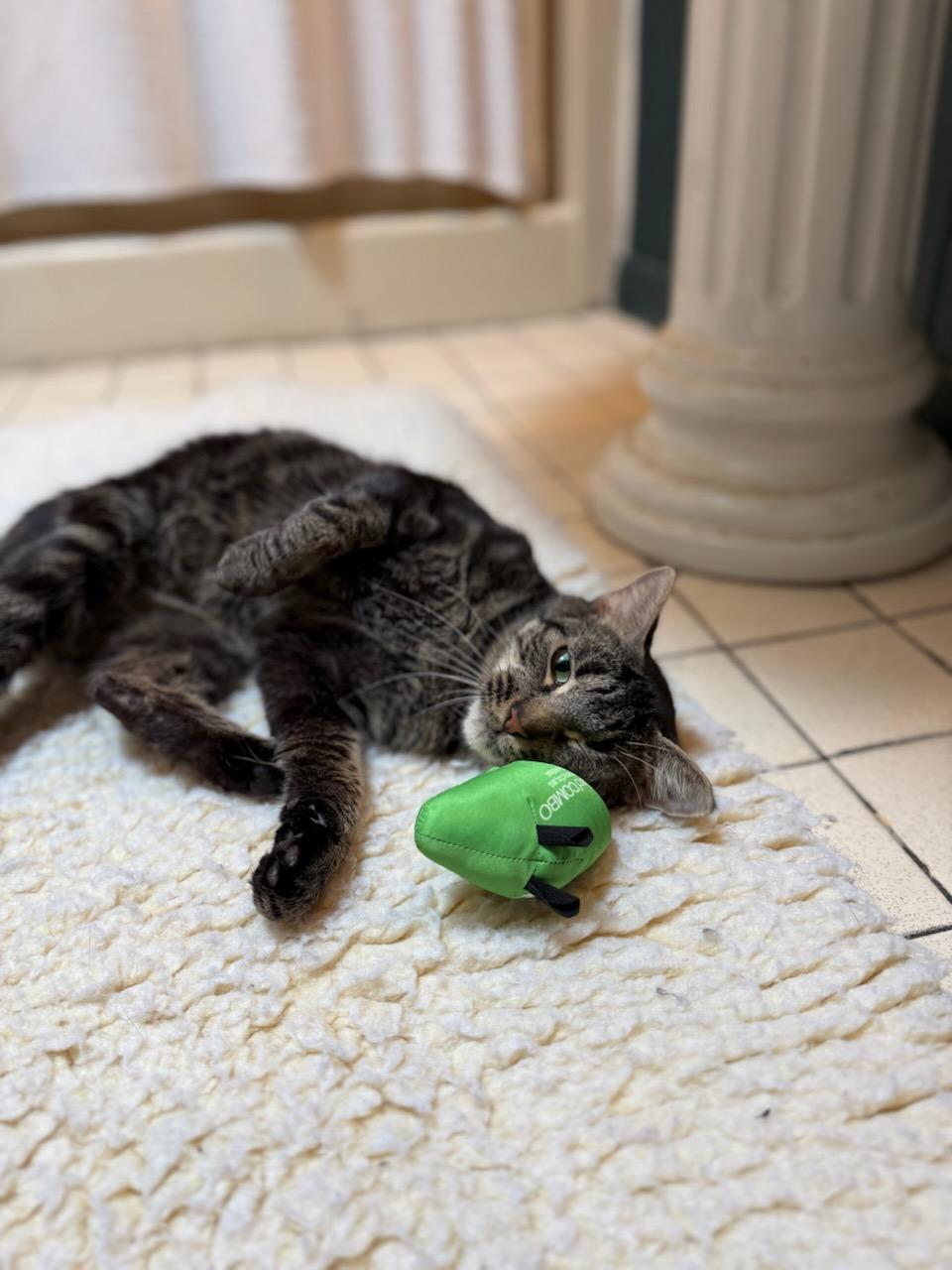 Enlarge Ring Pop, a Adopted Domestic Short Hair in Gaylordsville, CT image 1/4