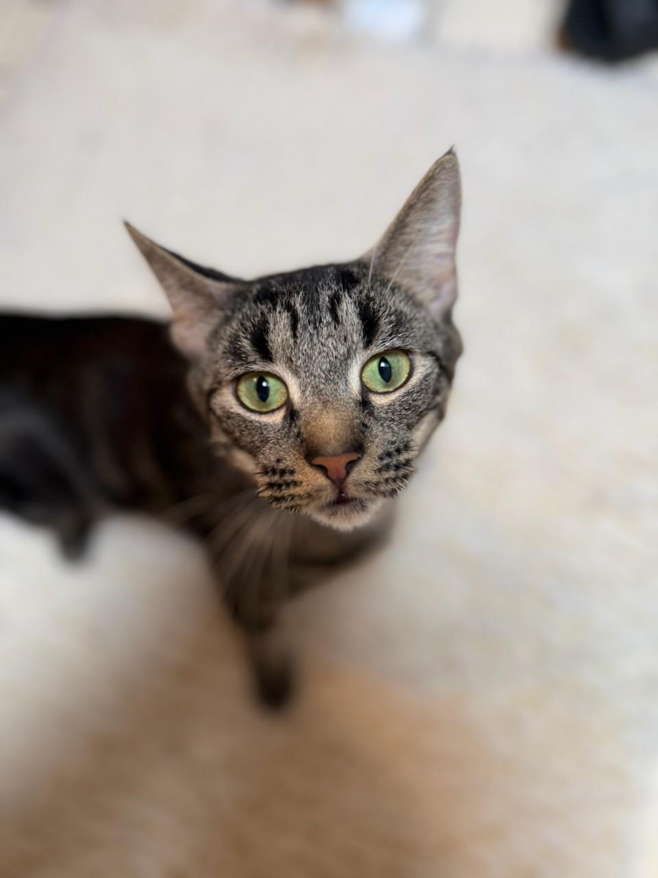 Enlarge Ring Pop, a Adopted Domestic Short Hair in Gaylordsville, CT image 4/4