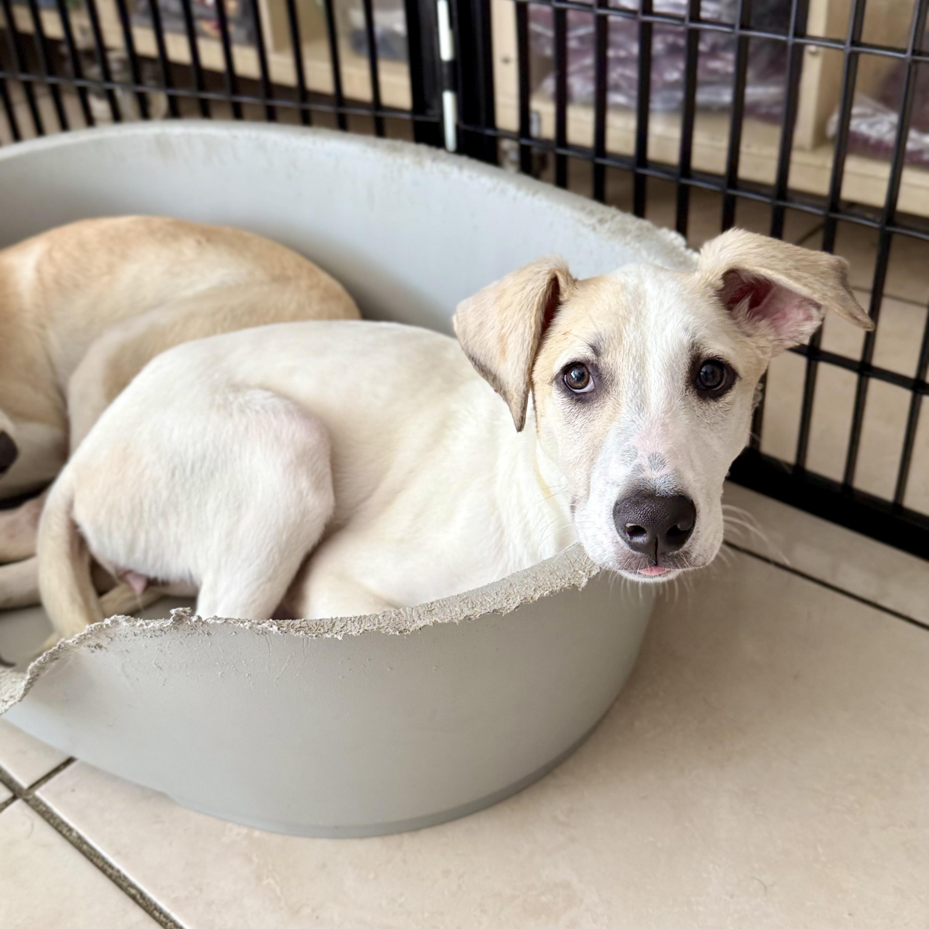 Nisha, a ADOPTABLE mixed breed in North Abington Township, PA image 1/6