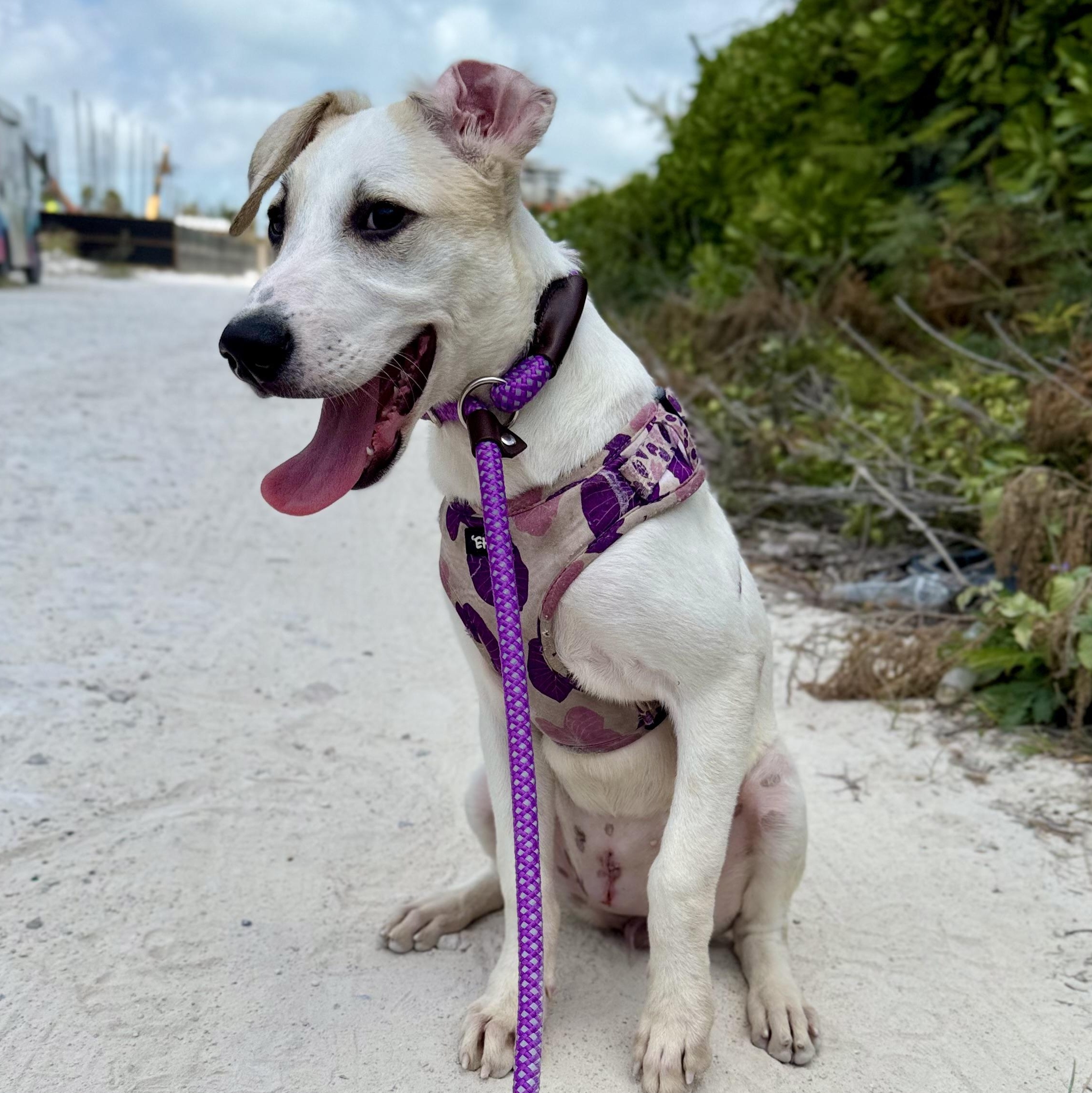 Nisha, a ADOPTABLE mixed breed in North Abington Township, PA image 3/6