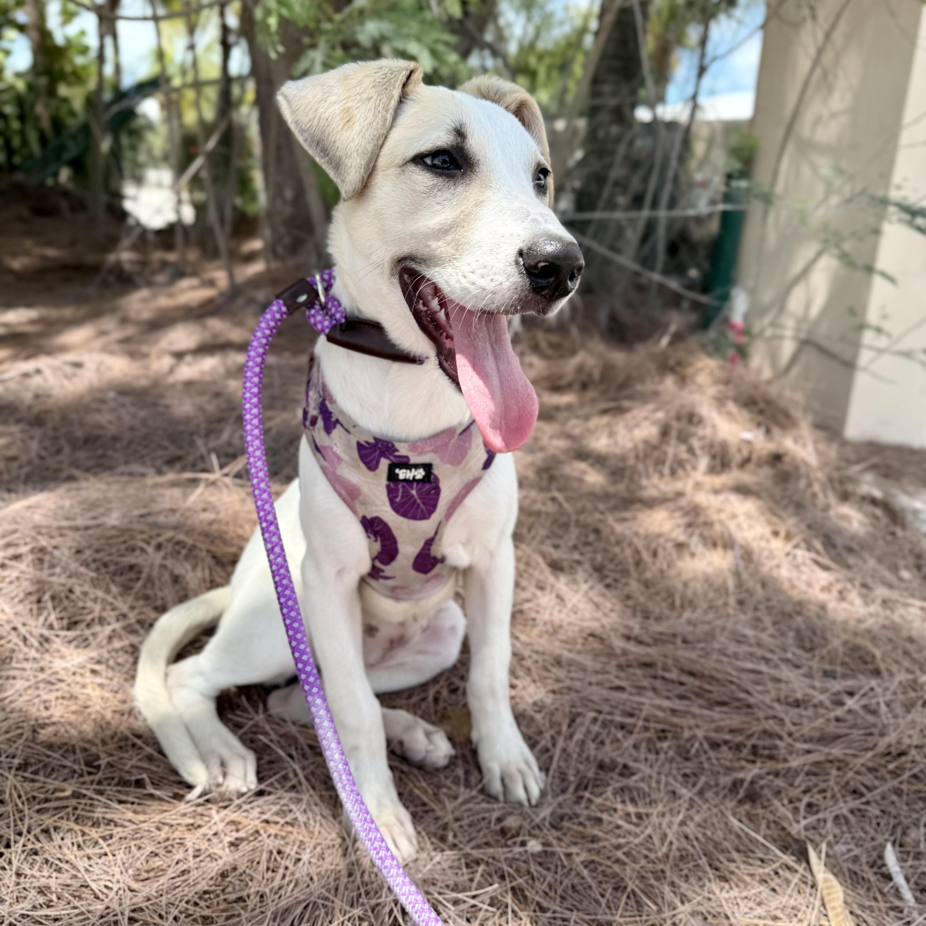 Nisha, a ADOPTABLE mixed breed in North Abington Township, PA image 6/6