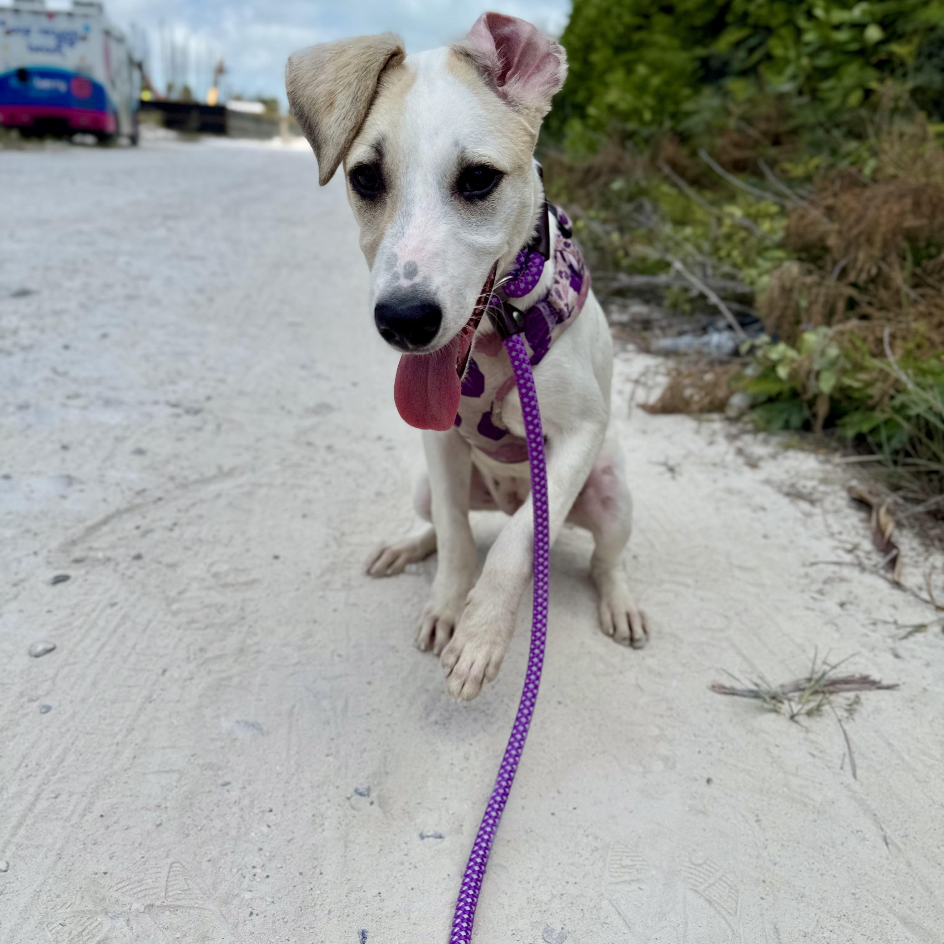 Nisha, a ADOPTABLE mixed breed in North Abington Township, PA image 4/6