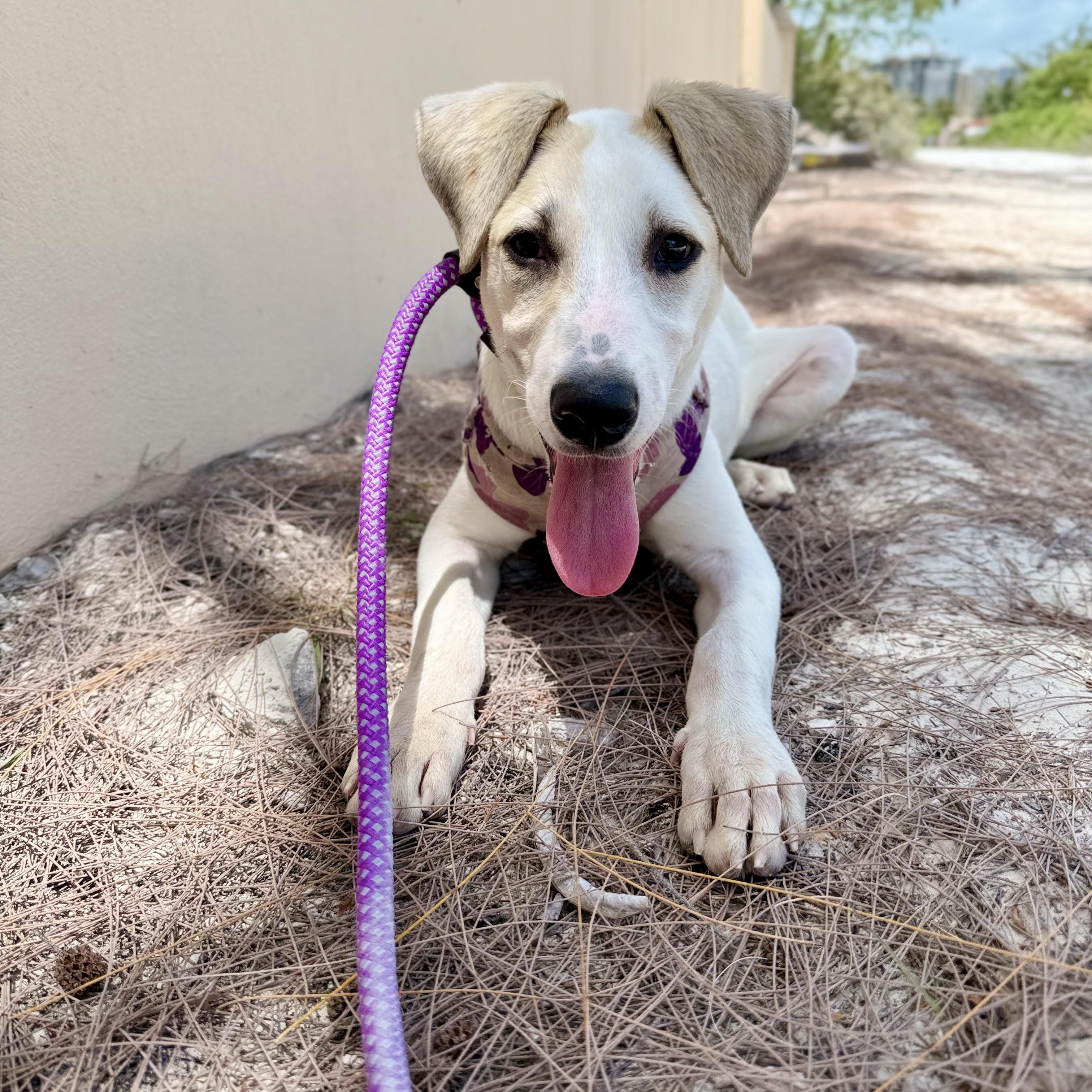 Nisha, a ADOPTABLE mixed breed in North Abington Township, PA image 5/6
