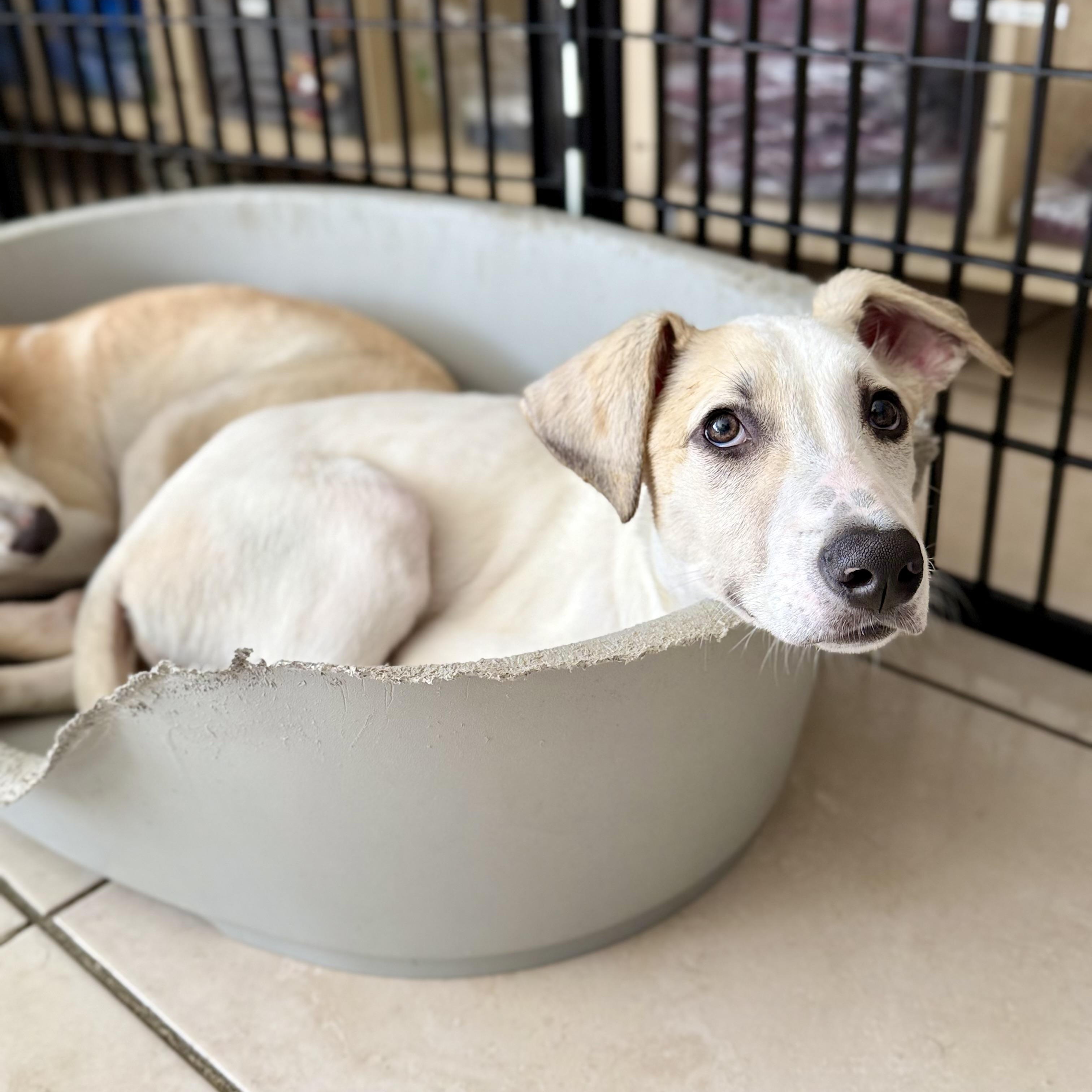 Nisha, a ADOPTABLE mixed breed in North Abington Township, PA image 2/6