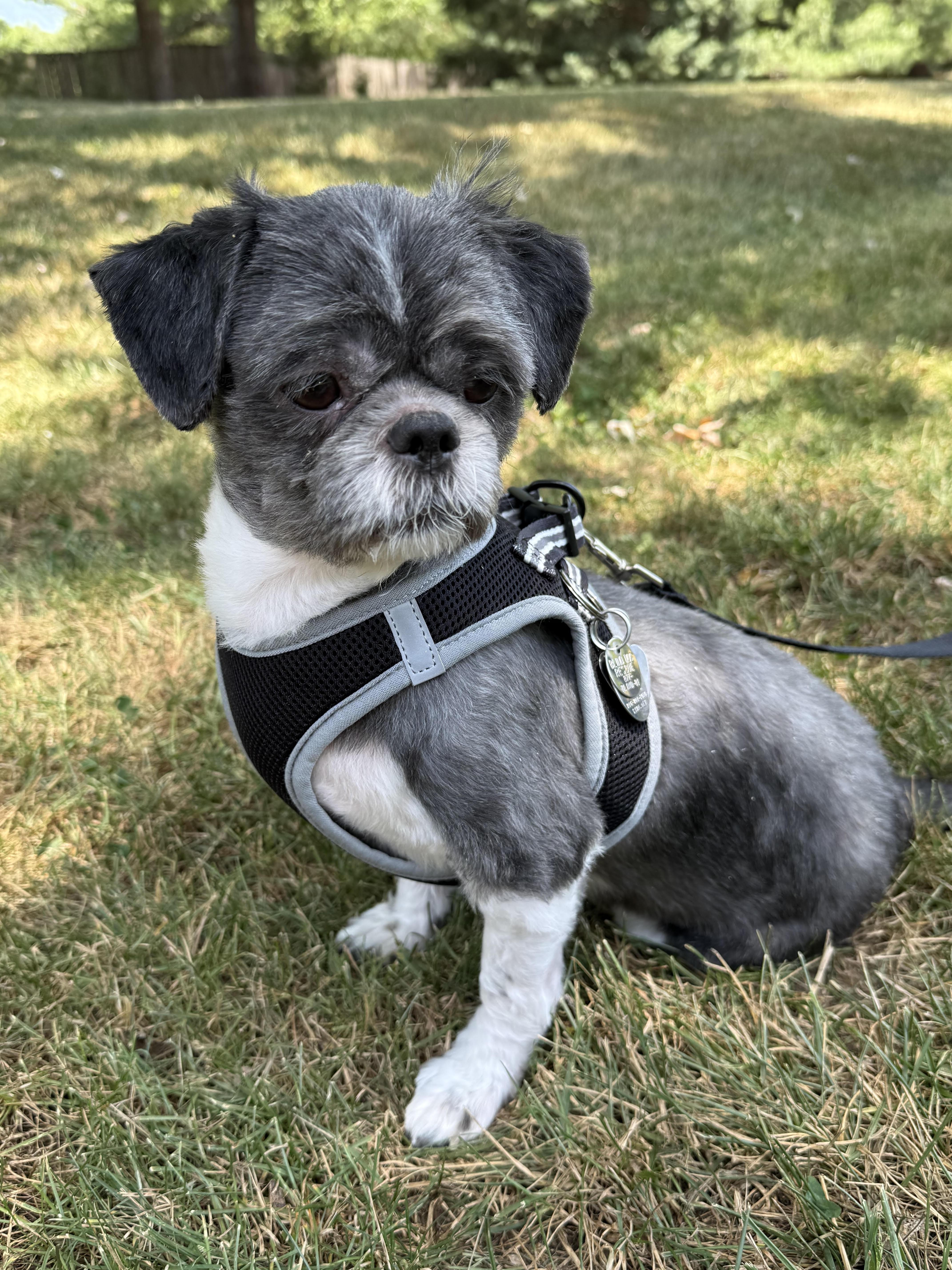 Kenny (VA) not blind, a ADOPTABLE mixed breed in Fairfield, VA image 2/6