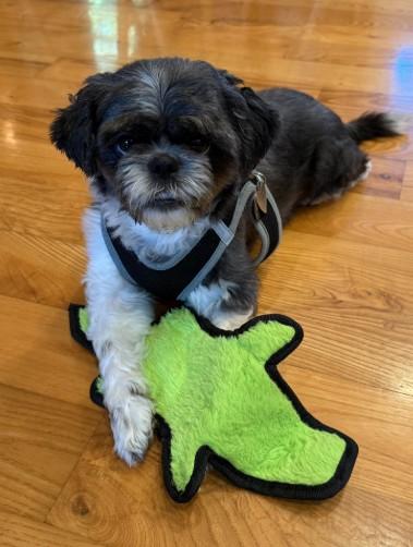 Kenny (VA) not blind, ADOPTABLE, Young Male Shih Tzu & Lhasa Apso.