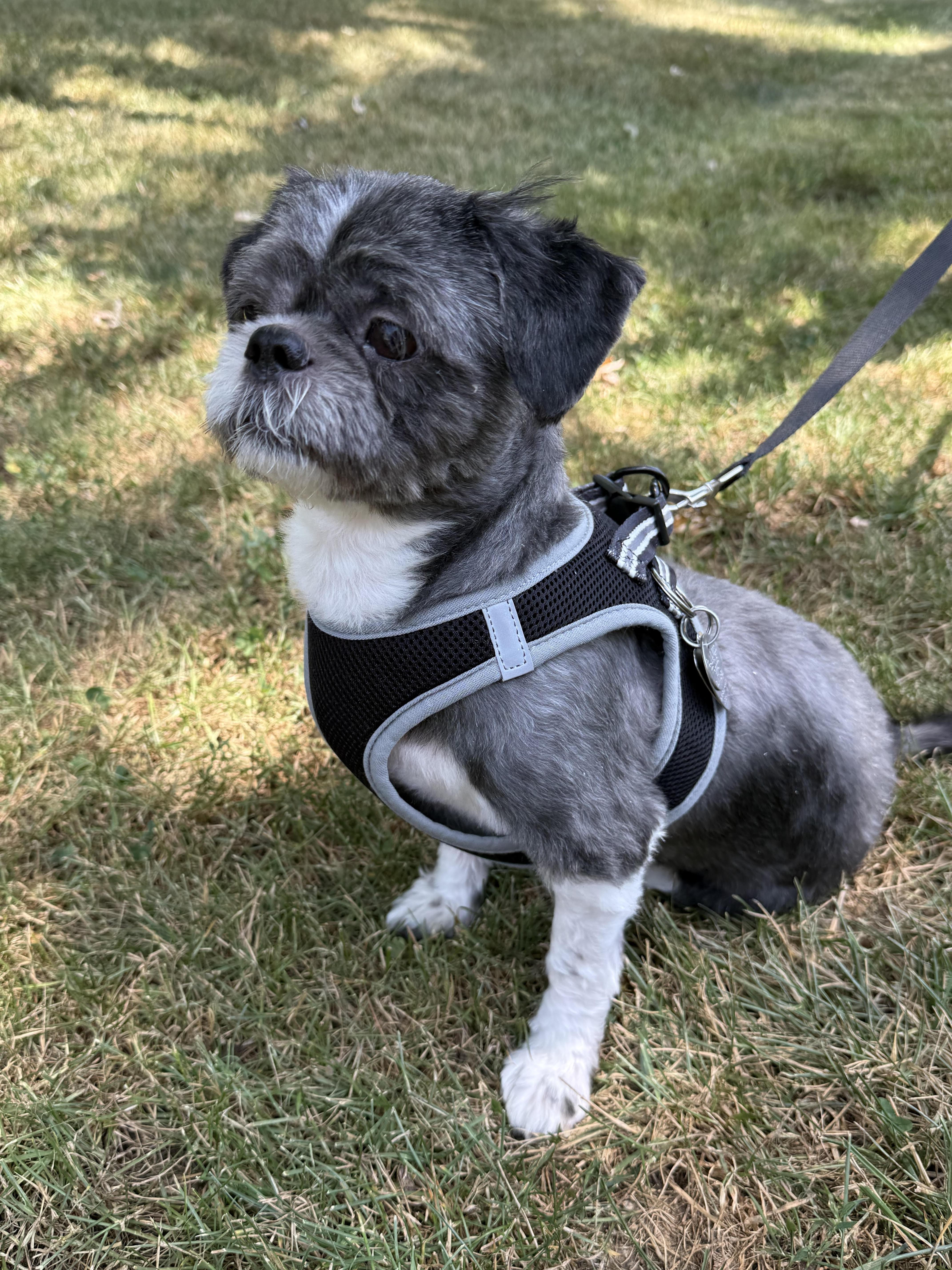 Kenny (VA) not blind, a ADOPTABLE mixed breed in Fairfield, VA image 4/6