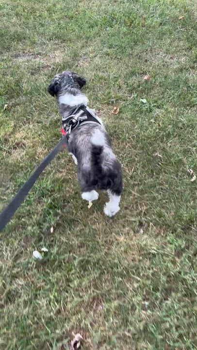 Enlarge Kenny (VA) not blind, a ADOPTABLE mixed breed in Fairfield, VA video 5/6