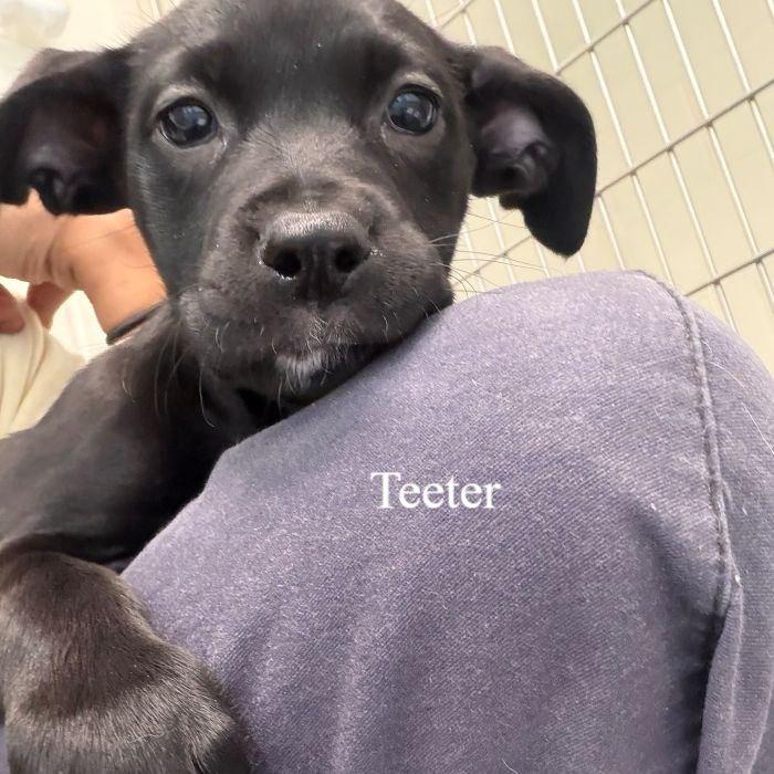 Teeter, Adoptable, Puppy Male Labrador Retriever.