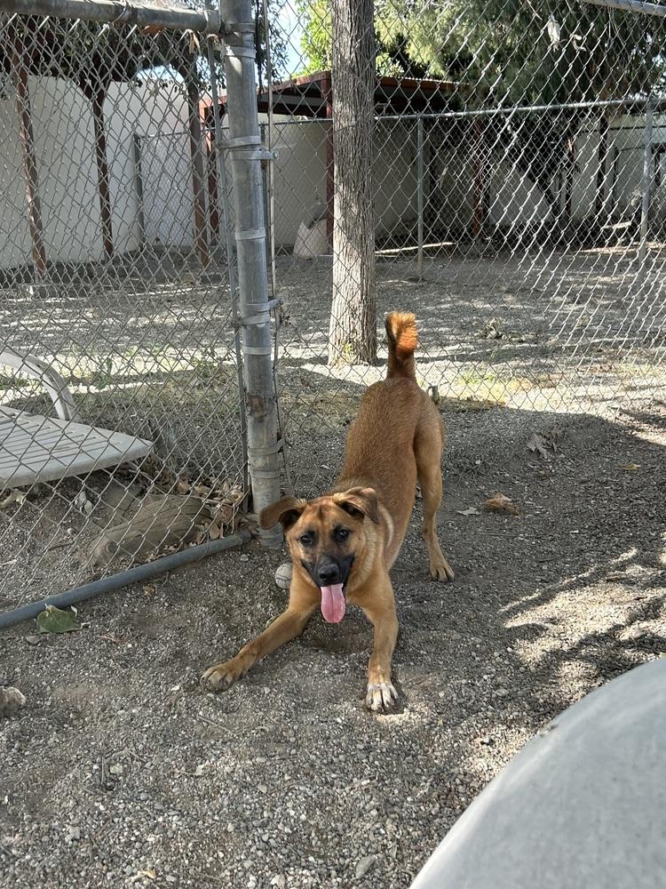 Soldier, Adopted, Puppy Male Shepherd & Mixed Breed.