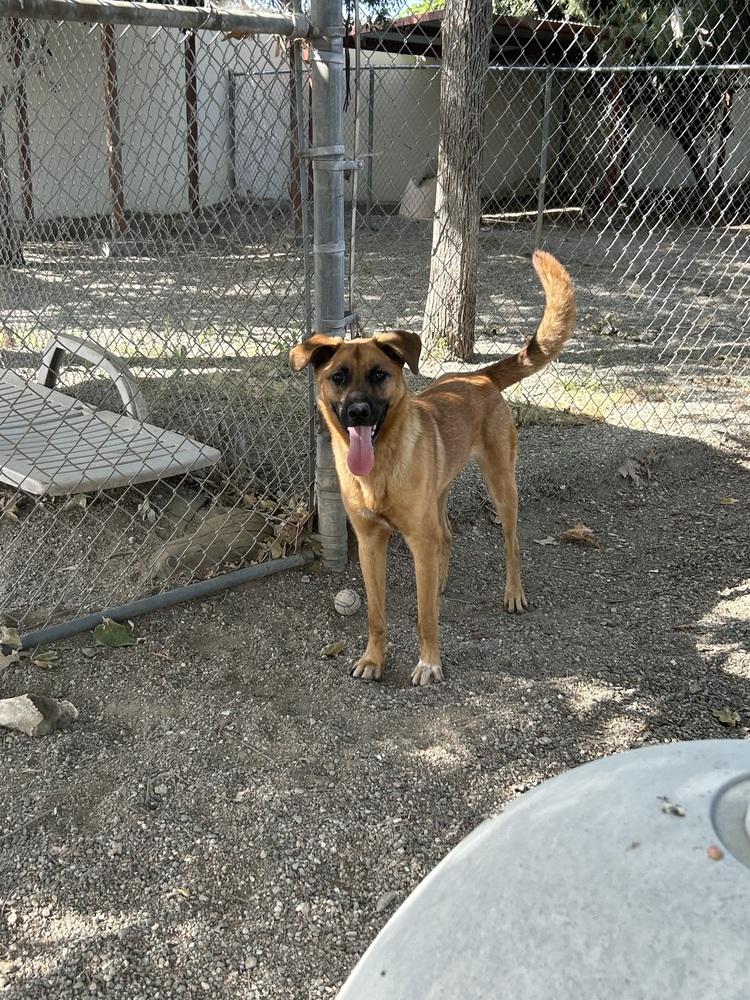 Enlarge Soldier, a Adopted mixed breed in Ontario, CA image 2/3