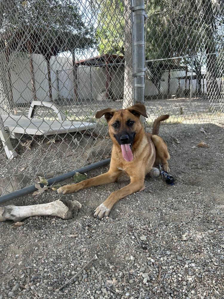 Enlarge Soldier, a Adopted mixed breed in Ontario, CA image 3/3