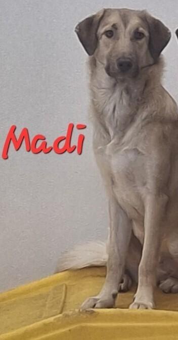 Enlarge Madi, a Adoptable mixed breed in Dallas, TX image 2/5