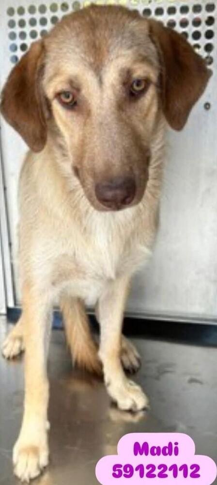 Enlarge Madi, a Adoptable mixed breed in Dallas, TX image 3/5