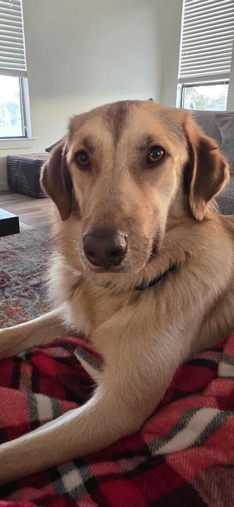 Enlarge Madi, a Adoptable mixed breed in Dallas, TX image 1/3