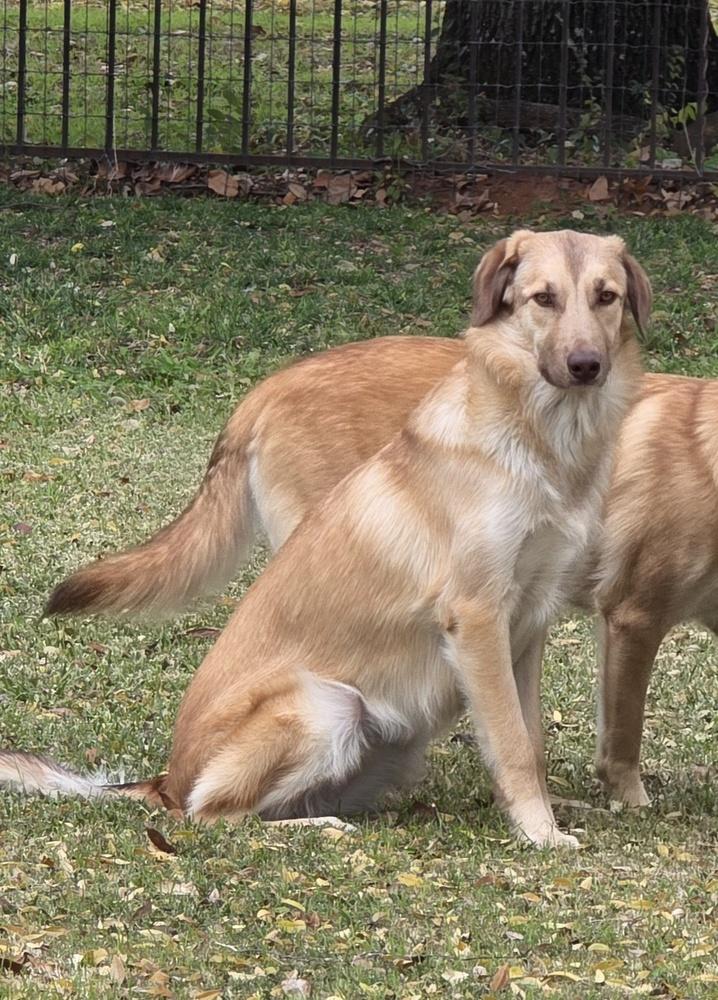 Enlarge Madi, a Adoptable mixed breed in Dallas, TX image 4/5