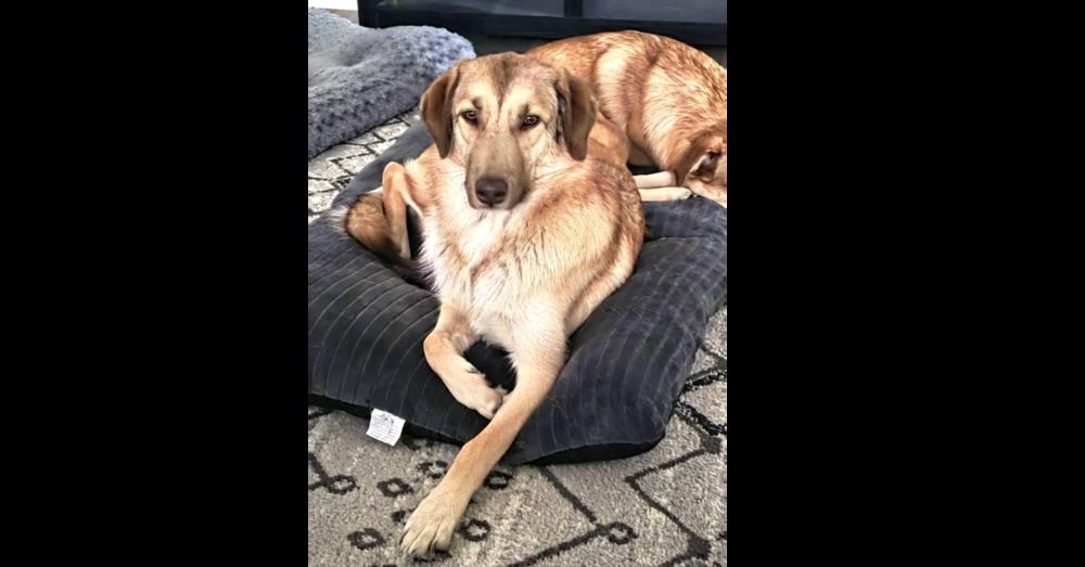 Enlarge Madi, a Adoptable mixed breed in Dallas, TX image 5/6