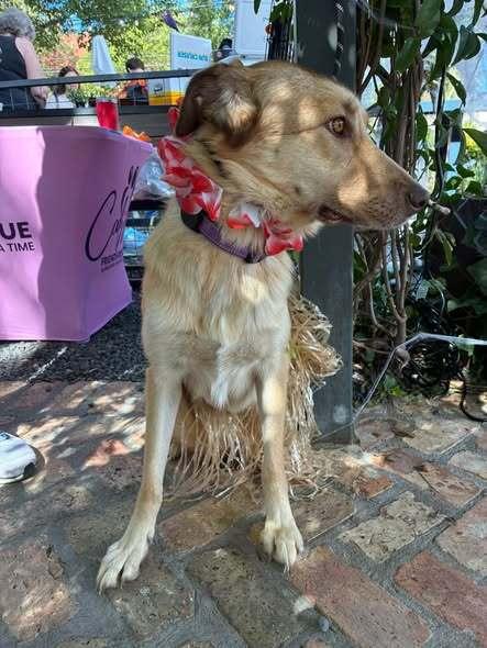 Enlarge Madi, a Adoptable mixed breed in Dallas, TX image 4/5
