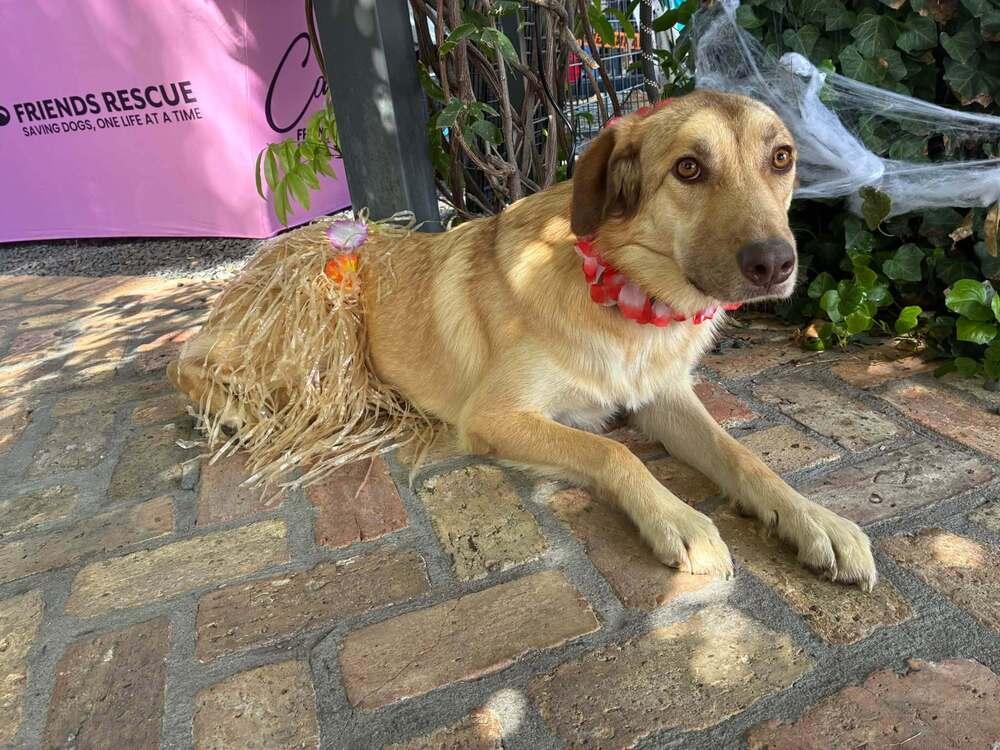 Enlarge Madi, a Adoptable mixed breed in Dallas, TX image 5/5