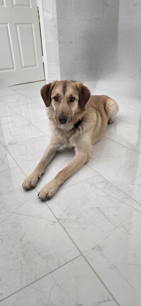 Enlarge Madi, a Adoptable mixed breed in Dallas, TX image 3/6