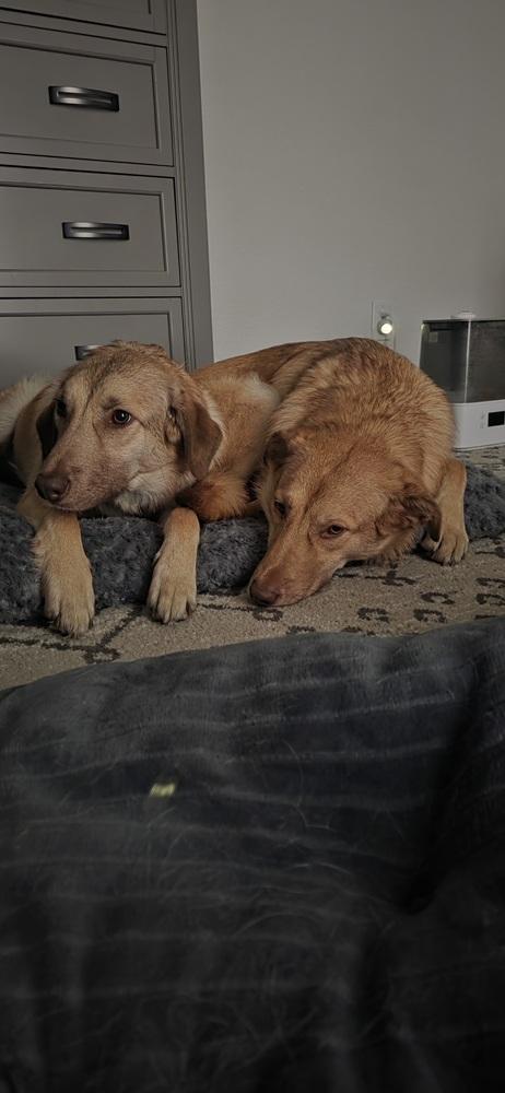 Enlarge Madi, a Adoptable mixed breed in Dallas, TX image 5/5