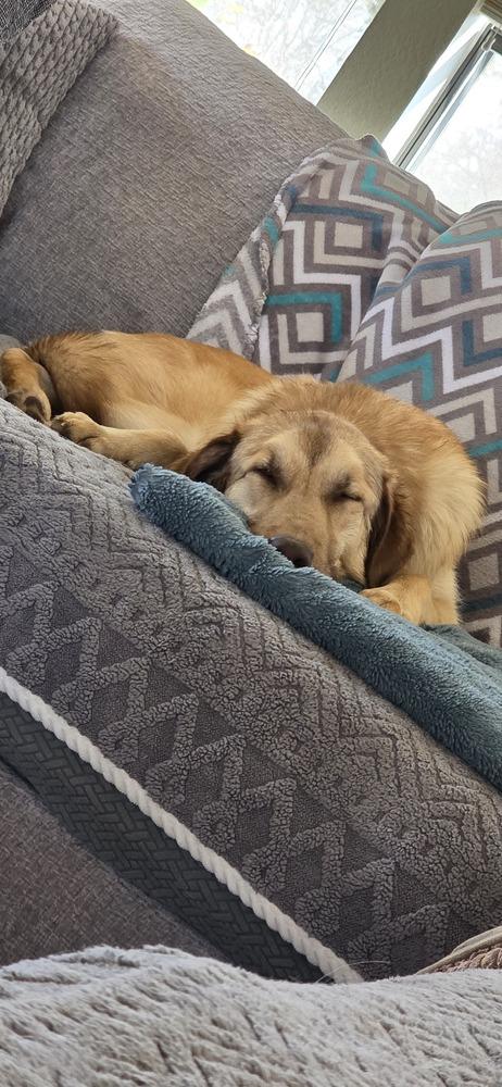 Enlarge Madi, a Adoptable mixed breed in Dallas, TX image 6/6