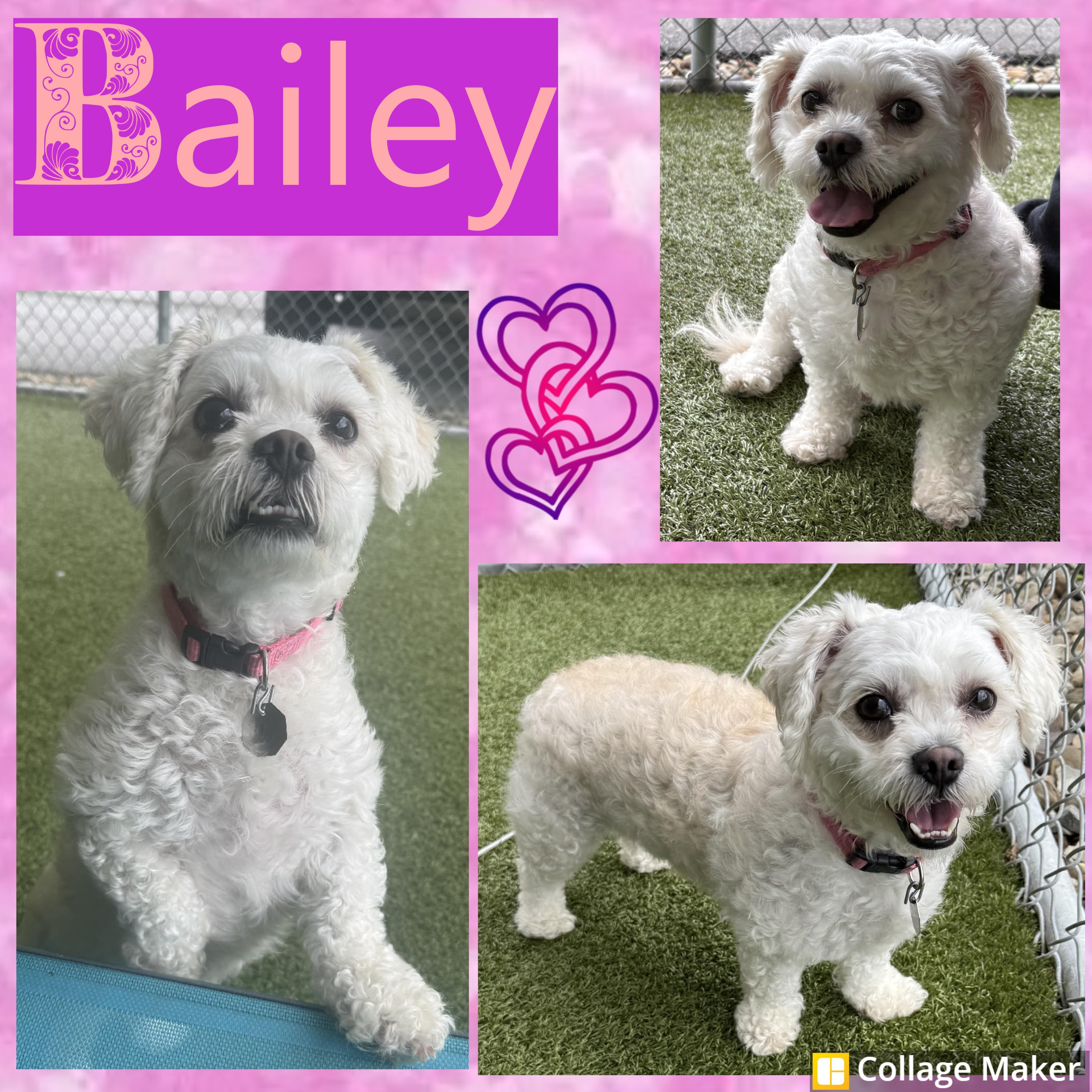 Enlarge Bailey, an adopted mixed breed in Clearfield, PA image 1/1