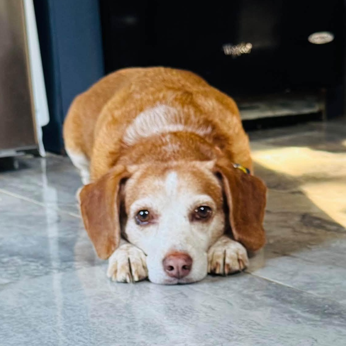 Paris, Adoptable, Adult Female Beagle.