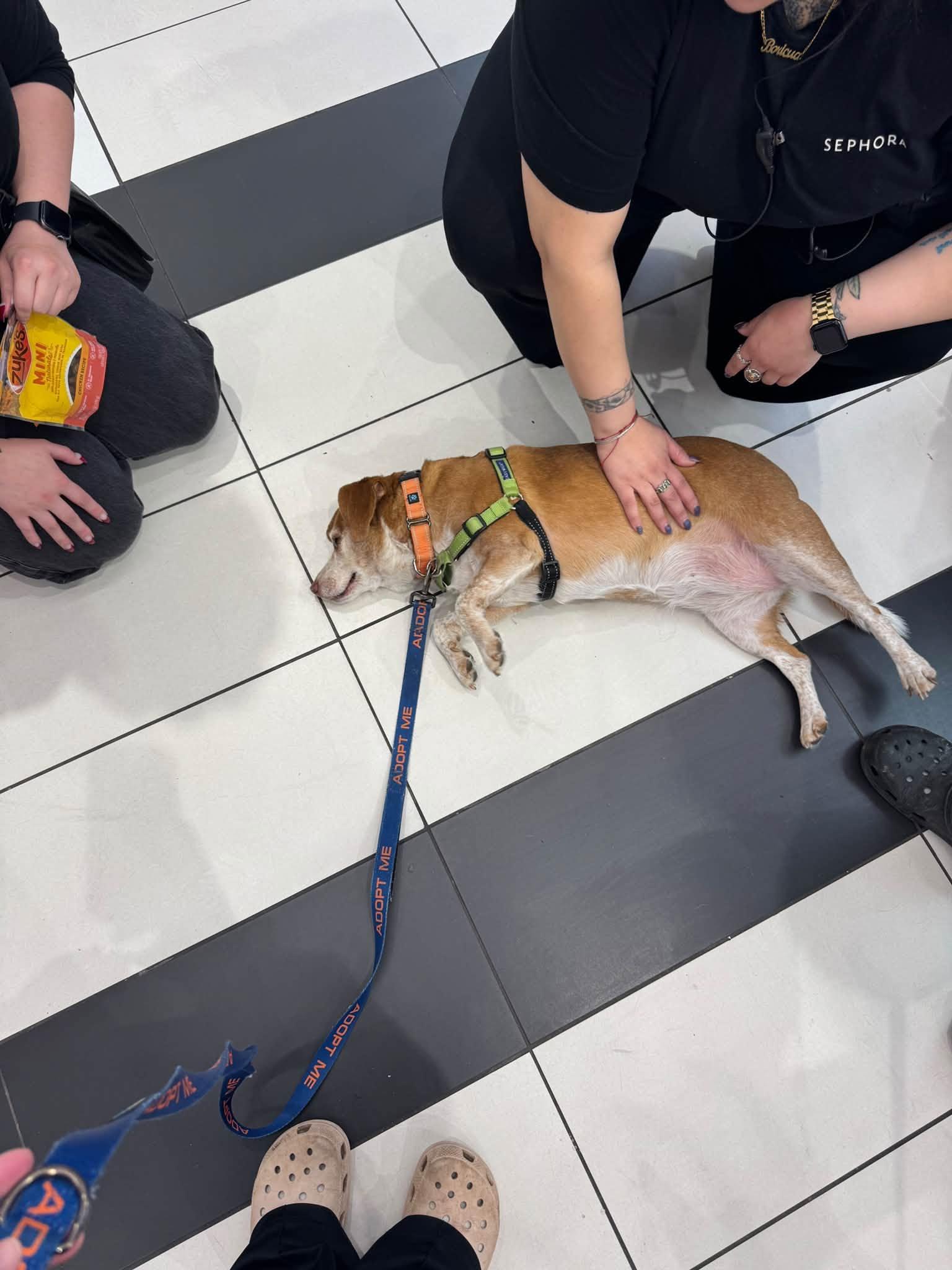 Enlarge Paris, a Adoptable mixed breed in Albany, NY image 3/6