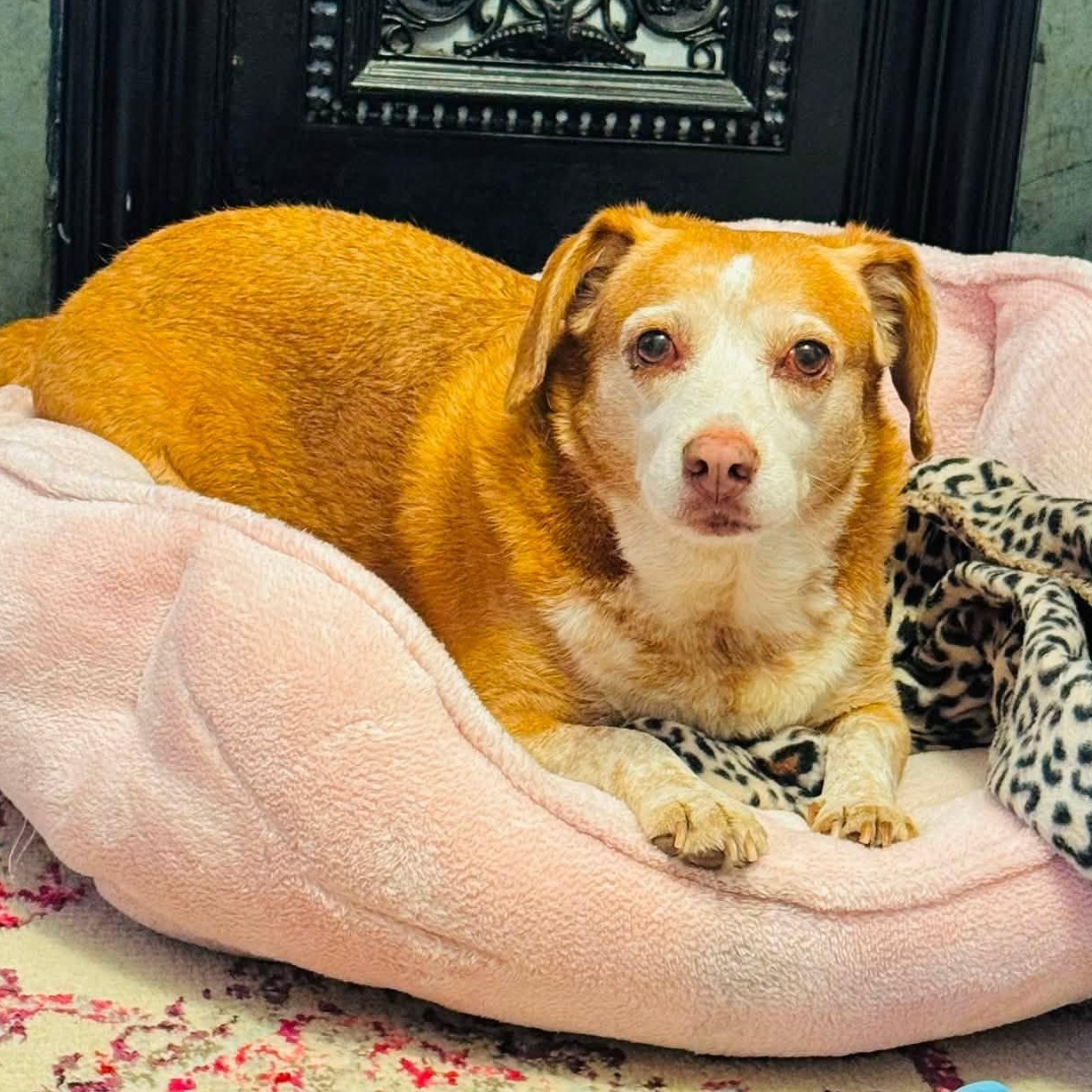 Paris, Adoptable, Adult Female Beagle.