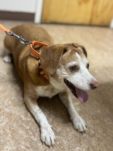 Enlarge Paris, a Adoptable mixed breed in Albany, NY image 6/6
