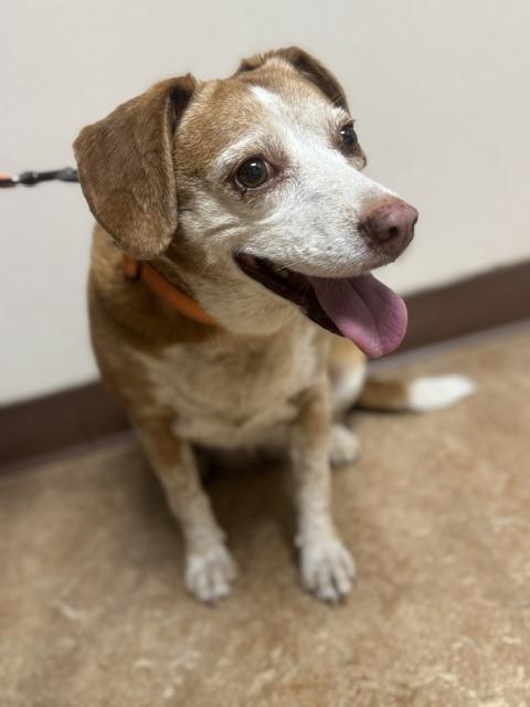Enlarge Paris, a Adoptable mixed breed in Albany, NY image 5/6