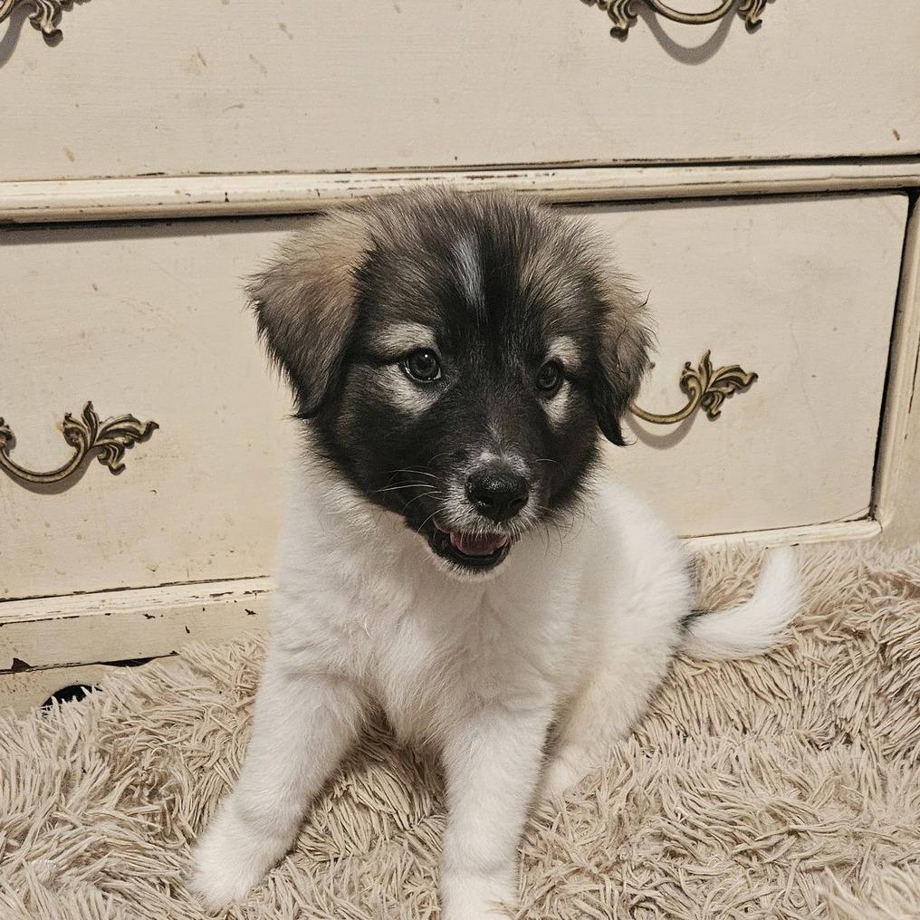 Enlarge Nani, a Adoptable mixed breed in Myrtle Beach, SC image 1/1