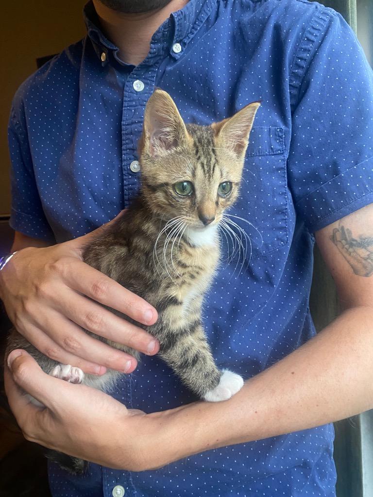 Enlarge Oracle, a Adoptable Domestic Short Hair in Orlando, FL image 1/3