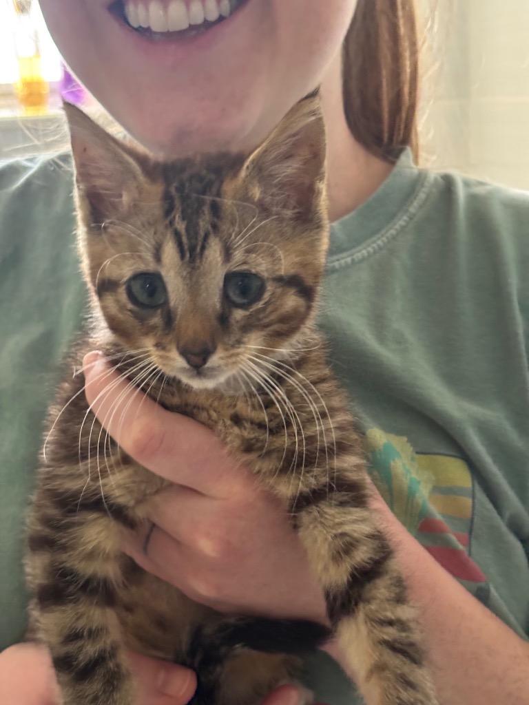 Enlarge Oracle, a Adoptable Domestic Short Hair in Orlando, FL image 2/3