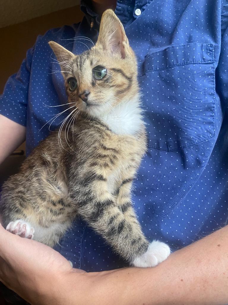 Enlarge Oracle, a Adoptable Domestic Short Hair in Orlando, FL image 3/3